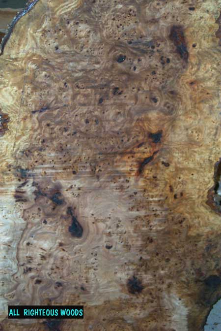 Elm Burl